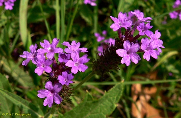 {Verbena rigida}